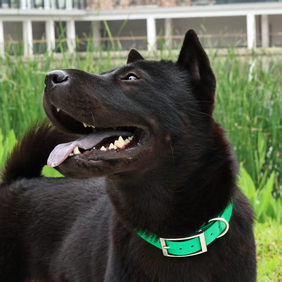 2,5 cm breites, strapazierfähi – Outdoor Hunting Dog Collar Bewertung und Preis